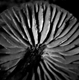 Entoloma sericeum image