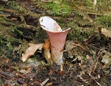 Guepinia helvelloides image