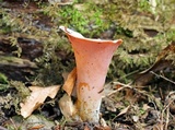 Guepinia helvelloides image