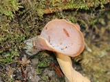 Guepinia helvelloides image