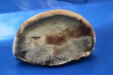 Fomes excavatus image