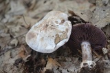 Cortinarius alboviolaceus image