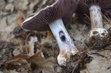 Cortinarius alboviolaceus image