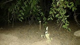 Battarreoides diguetii image