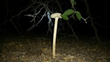 Battarreoides diguetii image