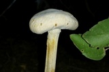 Battarreoides diguetii image