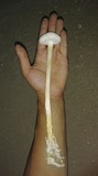 Battarreoides diguetii image