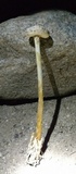 Battarreoides diguetii image