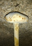 Battarreoides diguetii image