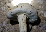 Battarreoides diguetii image