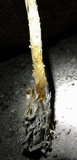 Battarreoides diguetii image
