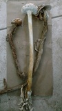 Battarreoides diguetii image