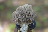 Clavulina cinerea image
