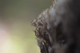 Clavulina cinerea image