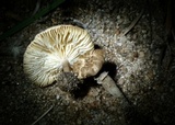 Lentinus tigrinus image