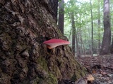 Fistulina hepatica image
