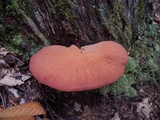 Fistulina hepatica image