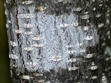 Arthonia punctiformis image