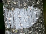 Arthonia punctiformis image