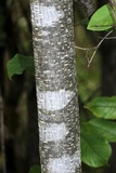 Arthonia punctiformis image