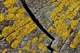 Candelariella vitellina image