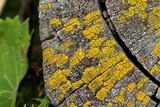 Candelariella vitellina image