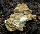 Bondarzewia occidentalis image