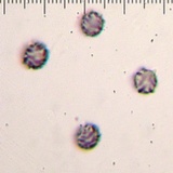 Bondarzewia occidentalis image