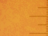 Pholiota terrestris image