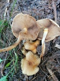 Pholiota terrestris image