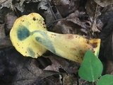 Lanmaoa pseudosensibilis image