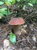 Tylopilus badiceps image