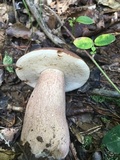 Tylopilus badiceps image