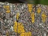Myriolecis dispersa image