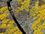 Myriolecis dispersa image