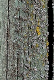 Myriolecis dispersa image