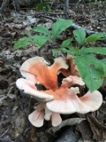 Laetiporus cincinnatus image