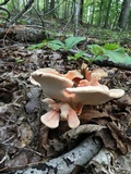 Laetiporus cincinnatus image