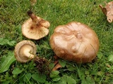 Paxillus involutus image