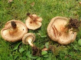 Paxillus involutus image
