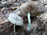 Pluteus americanus image