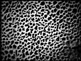 Skeletocutis carneogrisea image