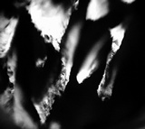 Coriolopsis gallica image