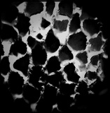 Megasporoporia setulosa image