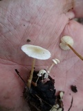 Collybia tuberosa image