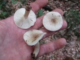 Lactarius cinereus image
