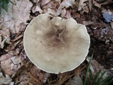 Lactarius gerardii image