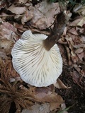 Lactarius gerardii image