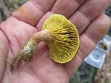 Phylloporus leucomycelinus image