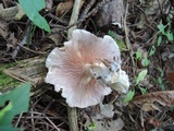 Lepista irina image
